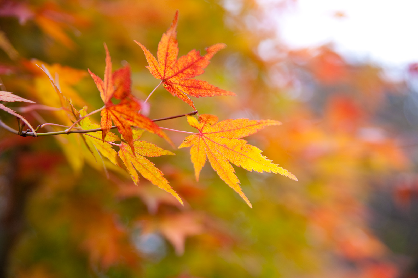 メタセコイア並木の紅葉の見頃は 場所や周辺の観光スポットをご紹介
