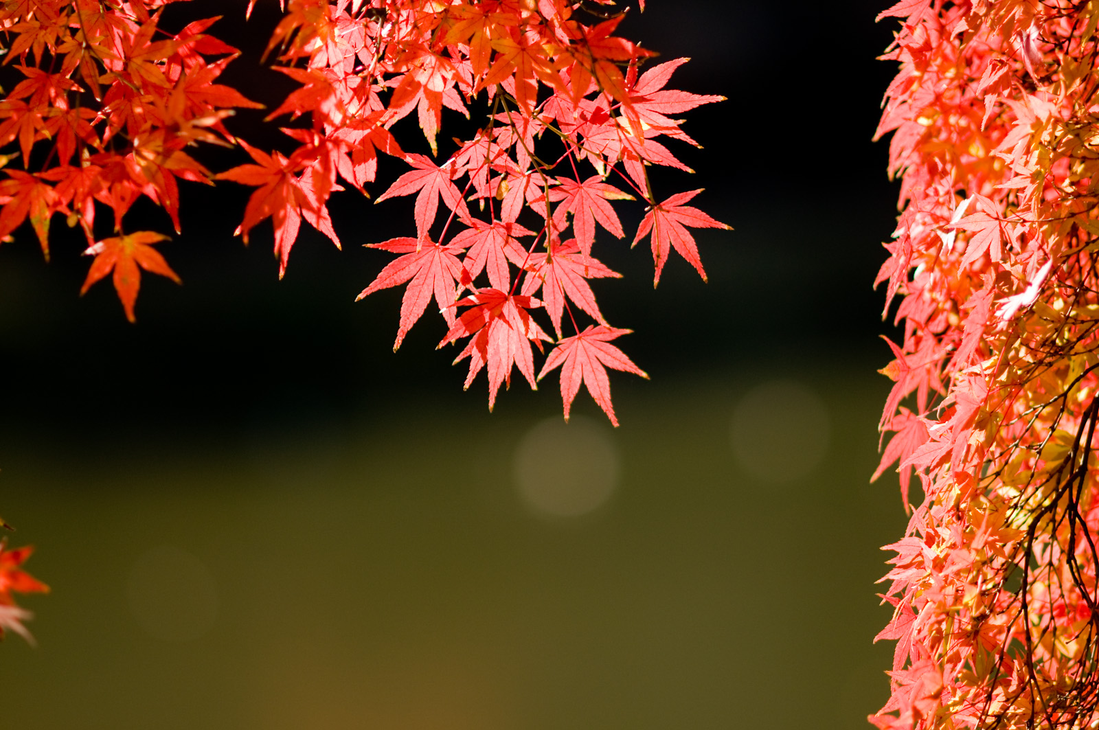 神奈川で紅葉と湖を楽しむならココ 見頃やイベント情報もご紹介